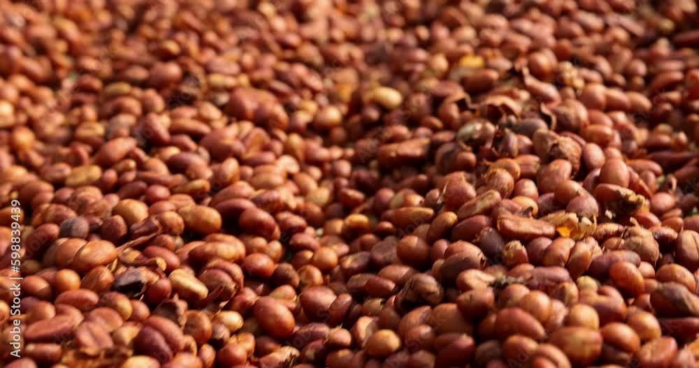 close up coffee dry on terrace and movement camera 4k video. close up coffee dry on terrace and movement camera 4k video.