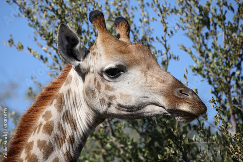 Photography Giraffe / Giraffe / Giraffa camelopardalis