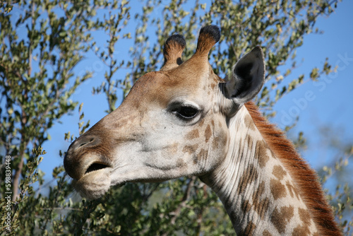 Photography Giraffe / Giraffe / Giraffa camelopardalis