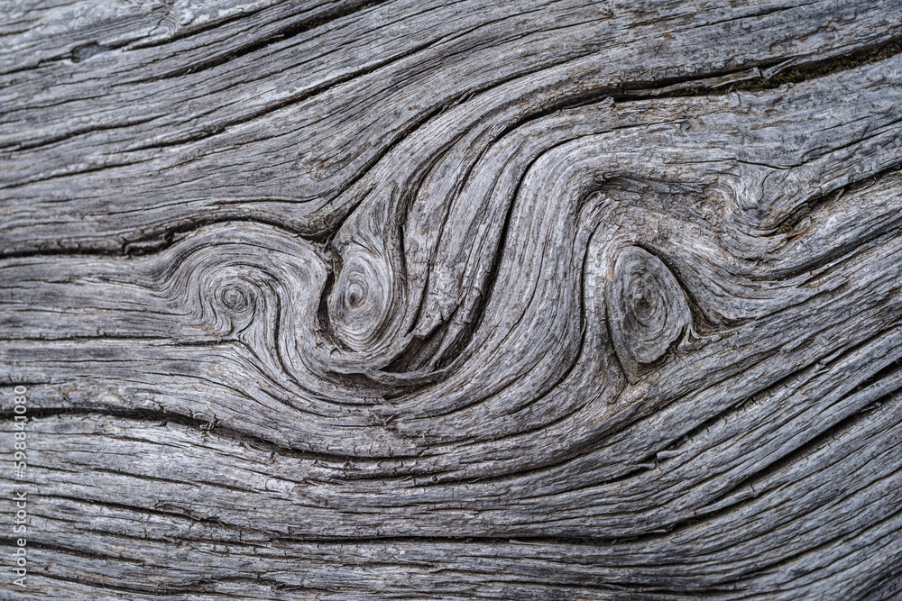 Bark tree Bark tree