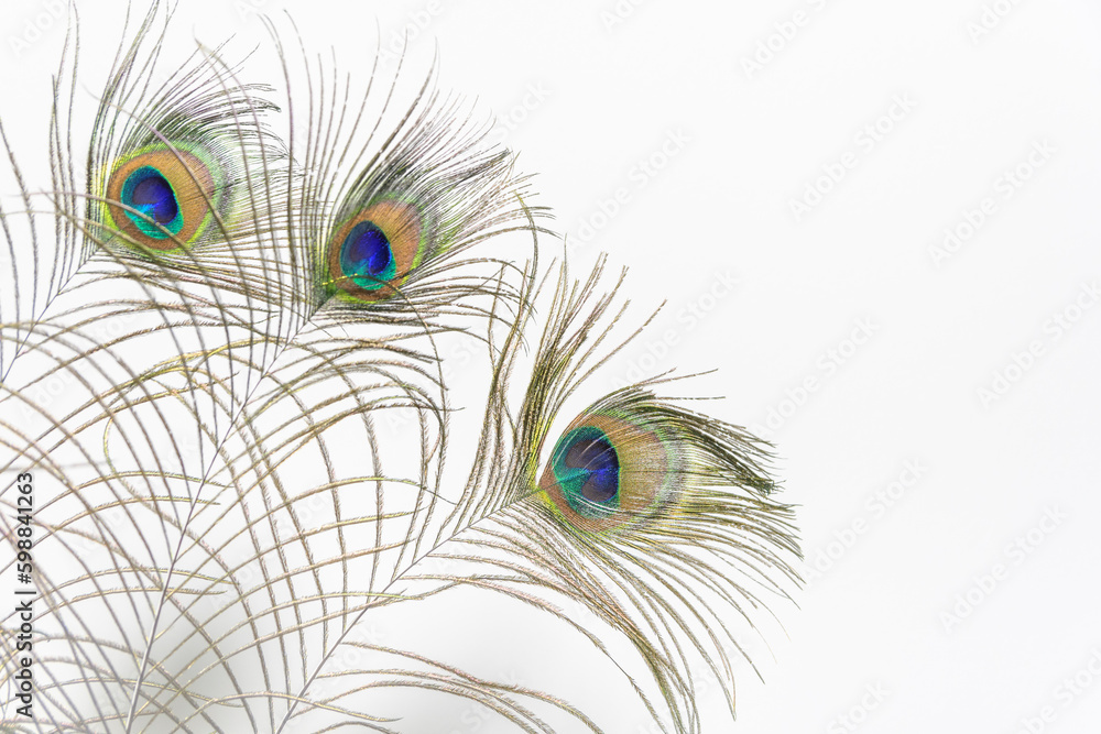 Naklejka premium Feathers from a peacock, isolated on a white backdrop. text area