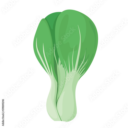 Vector illustration of bok choy.