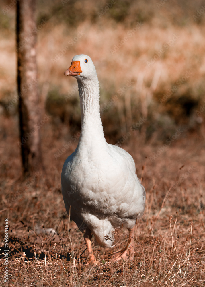 white goose on the grass white goose on the grass