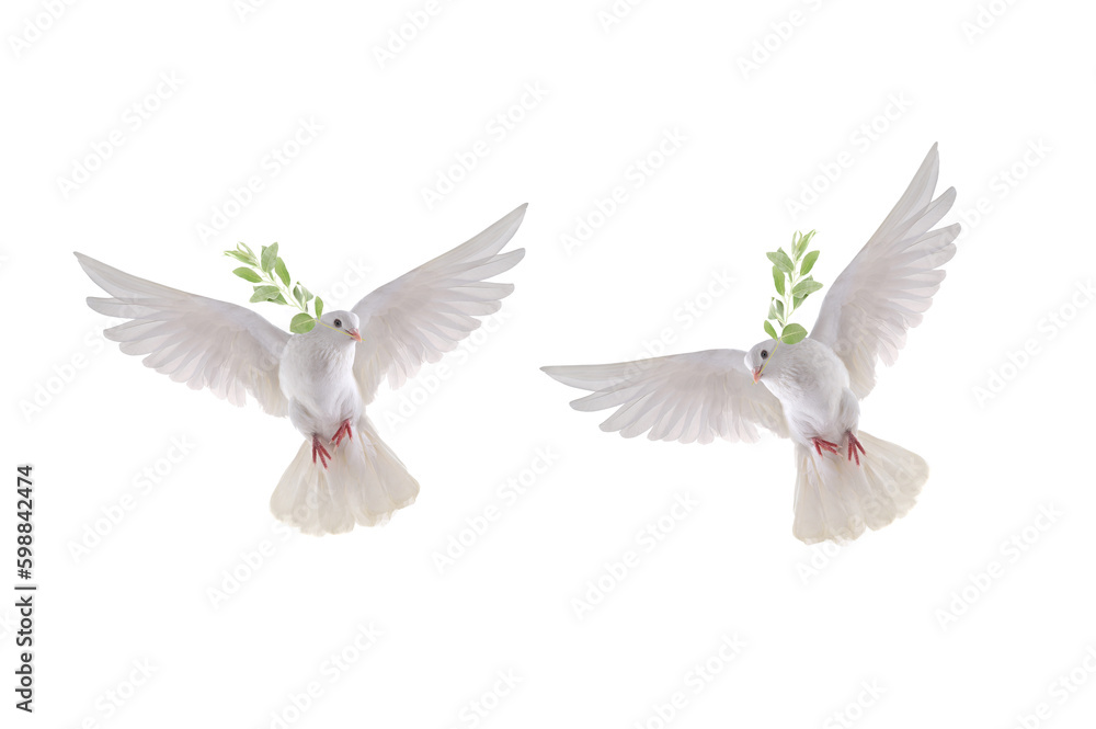 Obraz premium two white dove in flight on a white background with an olive branch