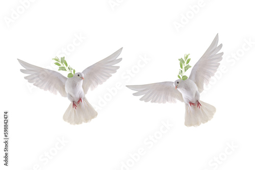 two white dove in flight on a white background with an olive branch © fotomaster