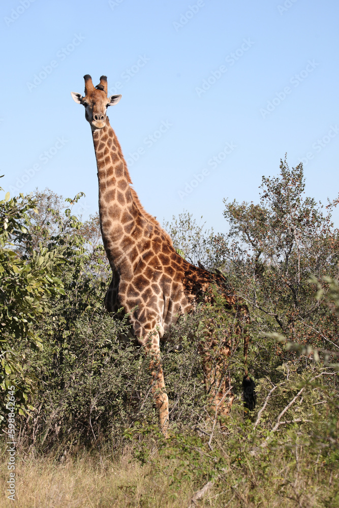 Obraz premium Giraffe / Giraffe / Giraffa camelopardalis