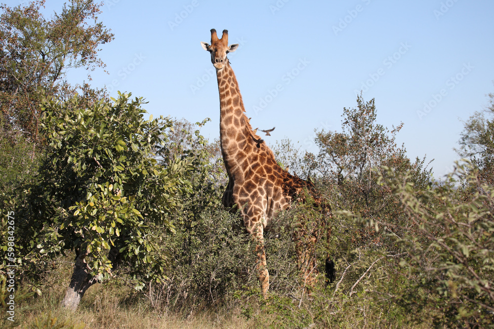 Obraz premium Giraffe / Giraffe / Giraffa camelopardalis