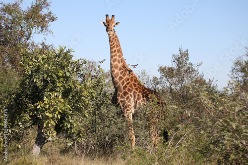 Giraffe / Giraffe / Giraffa camelopardalis