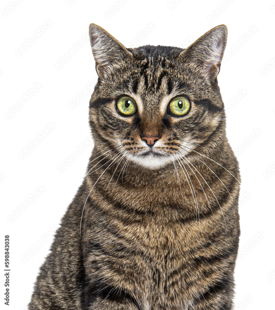 Head shot of a Tabby crossbreed cat looking at the camera against white Head shot of a Tabby crossbreed cat looking at the camera against white