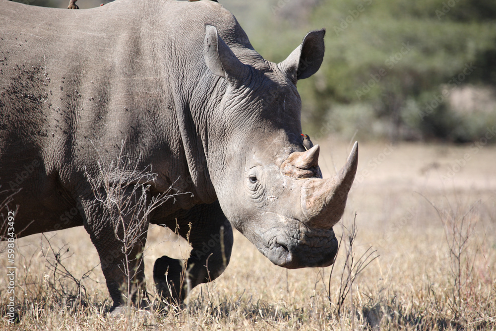 Obraz premium Breitmaulnashorn und Rotschnabel-Madenhacker / Square-lipped rhinoceros and Red-billed oxpecker / Ceratotherium simum et Buphagus erythrorhynchus