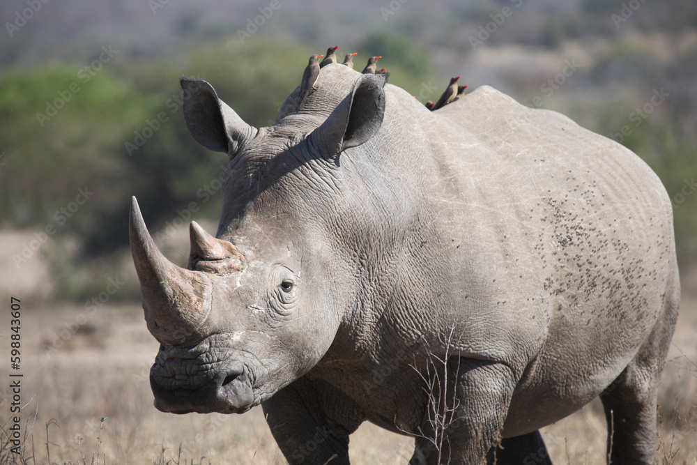 Obraz premium Breitmaulnashorn und Rotschnabel-Madenhacker / Square-lipped rhinoceros and Red-billed oxpecker / Ceratotherium simum et Buphagus erythrorhynchus