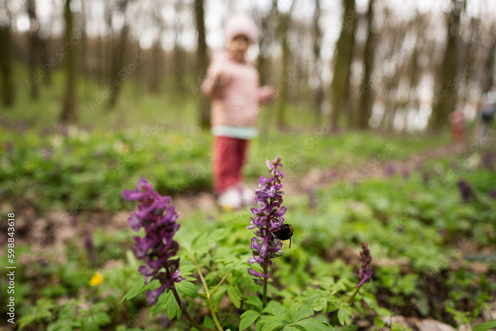 Bumblebee sits on a spring forest flower against baby girl. Bumblebee sits on a spring forest flower against baby girl.