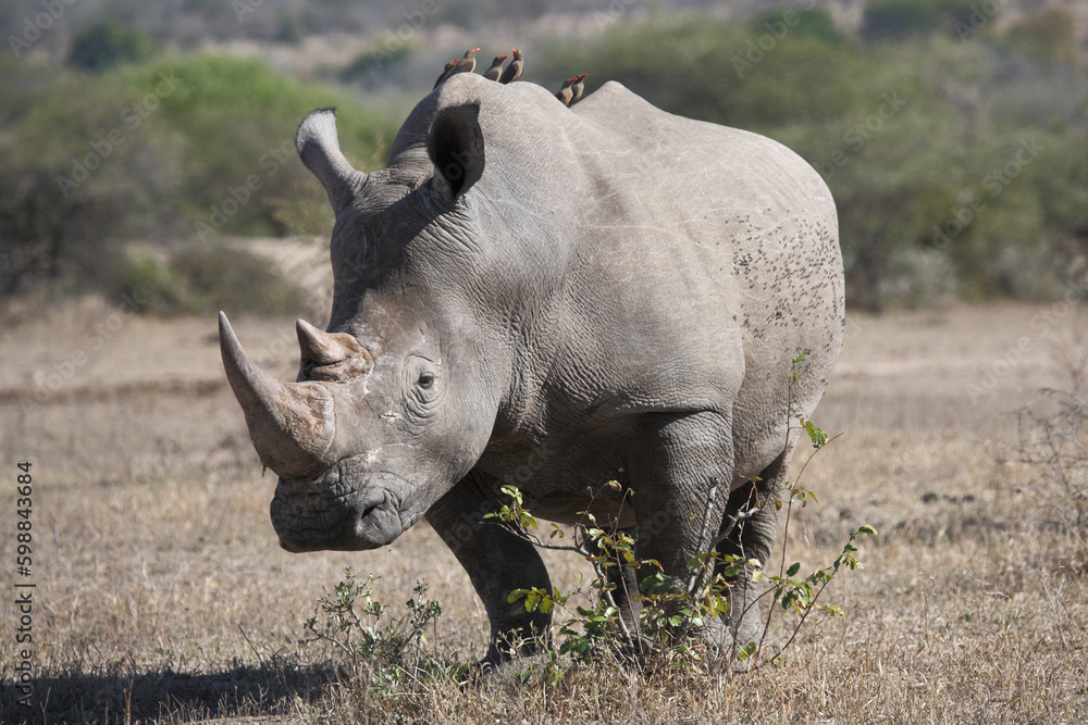 Obraz premium Breitmaulnashorn und Rotschnabel-Madenhacker / Square-lipped rhinoceros and Red-billed oxpecker / Ceratotherium simum et Buphagus erythrorhynchus
