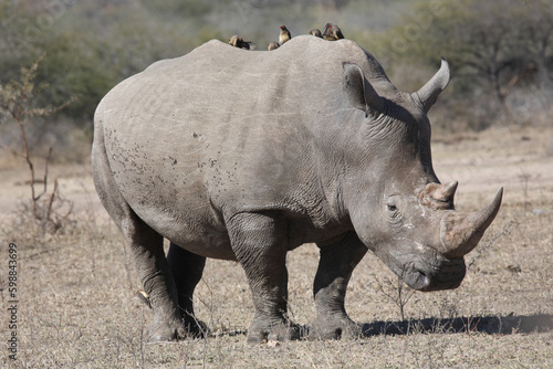 Breitmaulnashorn und Rotschnabel-Madenhacker   Square-lipped rhinoceros and Red-billed oxpecker   Ceratotherium simum et Buphagus erythrorhynchus