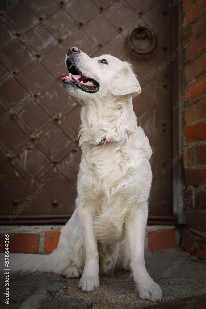 Portrait of a beautiful golden retriever