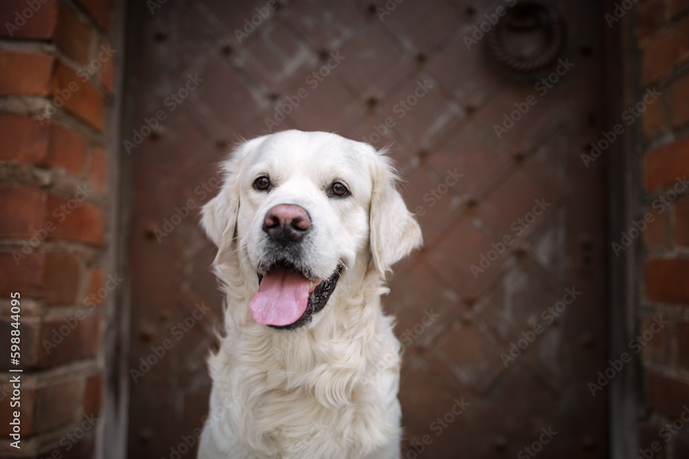 Portrait of a beautiful golden retriever