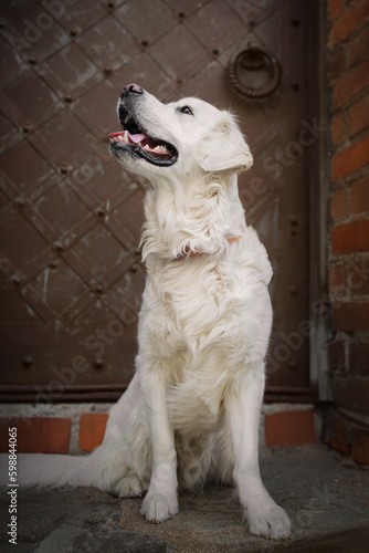 Obraz na płótnie Portrait of a beautiful golden retriever w salonie