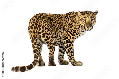 Back view of a Spotted leopard Panthera pardus looking at camera  isolated on white
