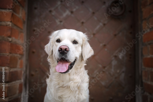 Obraz na płótnie Portrait of a beautiful golden retriever w salonie