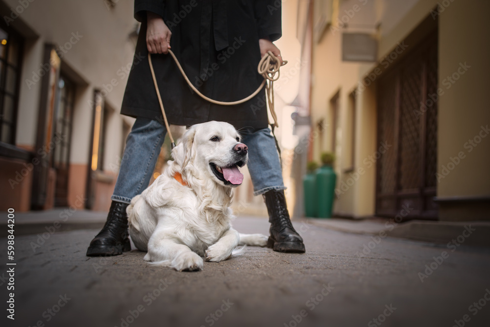 Portrait of a beautiful golden retriever