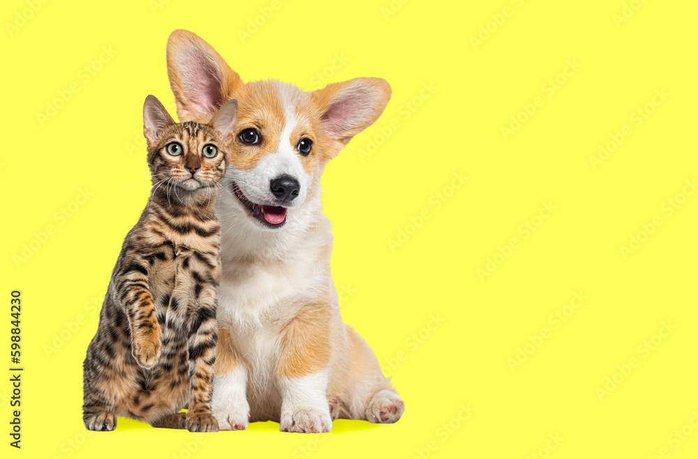 Cat and dog Sitting together, Puppy Welsh Corgi and bengal cat looking at camera, isolated on yellow Cat and dog Sitting together, Puppy Welsh Corgi and bengal cat looking at camera, isolated on yellow