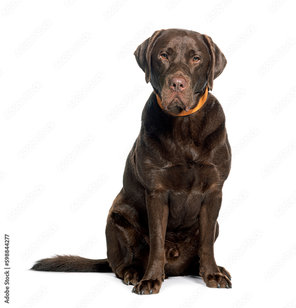 Chocolate Labrador sitting wearing a collar, isolated in white Chocolate Labrador sitting wearing a collar, isolated in white