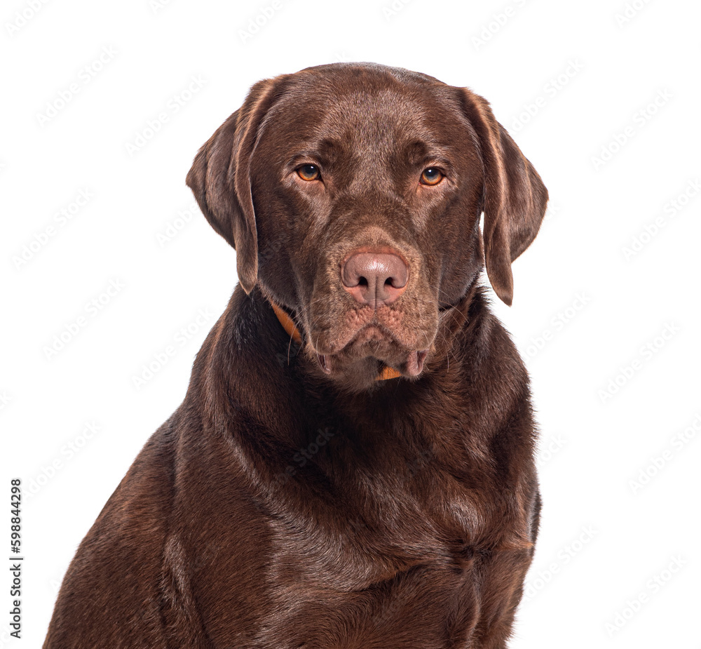 Head shot of a Chocolate Labrador wearing an orange dog collar
