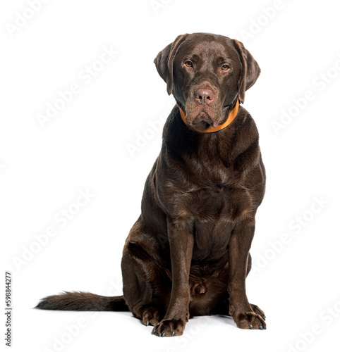 Chocolate Labrador sitting wearing a collar  isolated in white
