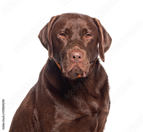 Head shot of a Chocolate Labrador wearing an orange dog collar © Eric Isselée