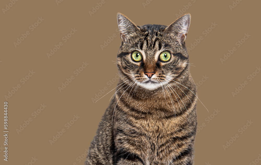 Head shot of a Tabby crossbreed cat looking at the camera against a Brown background