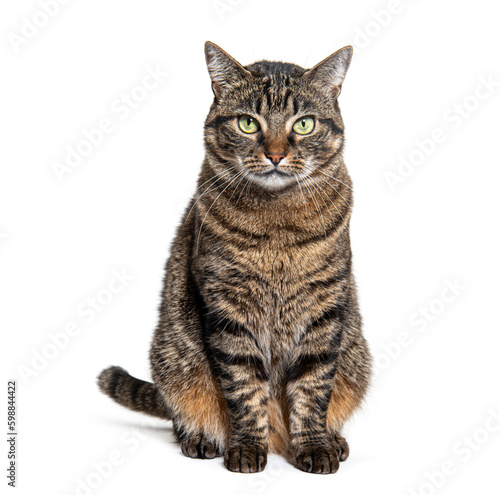 Tabby crossbreed cat sitting in front and looking at camera, isolated on white