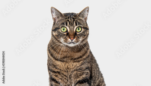 Head shot of a Tabby crossbreed cat looking at the camera against a grey background