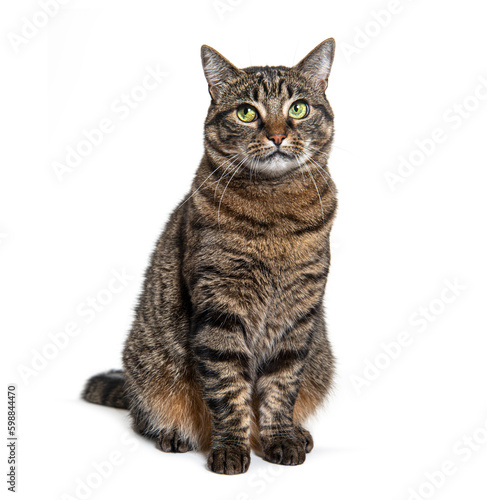 Tabby crossbreed cat looking up, exressive, isolated on white © Eric Isselée