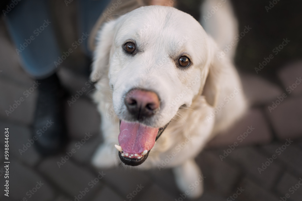 Portrait of a beautiful golden retriever