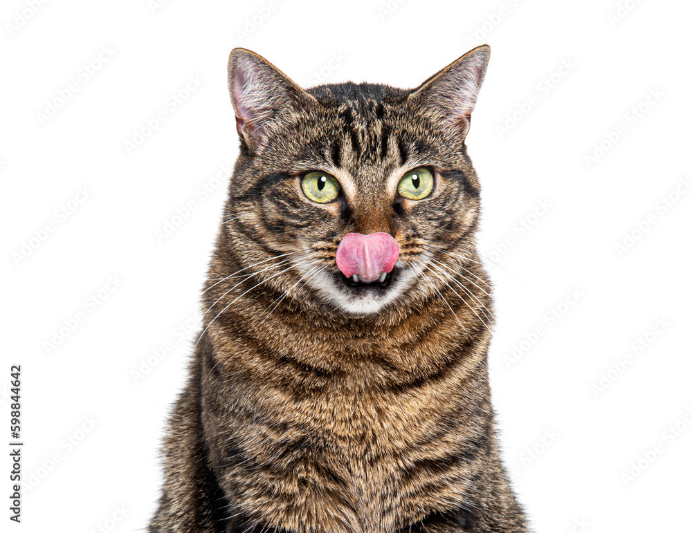 Head shot of a Striped Tabby crossbreed cat licking its lips waiting for food, isolated on white