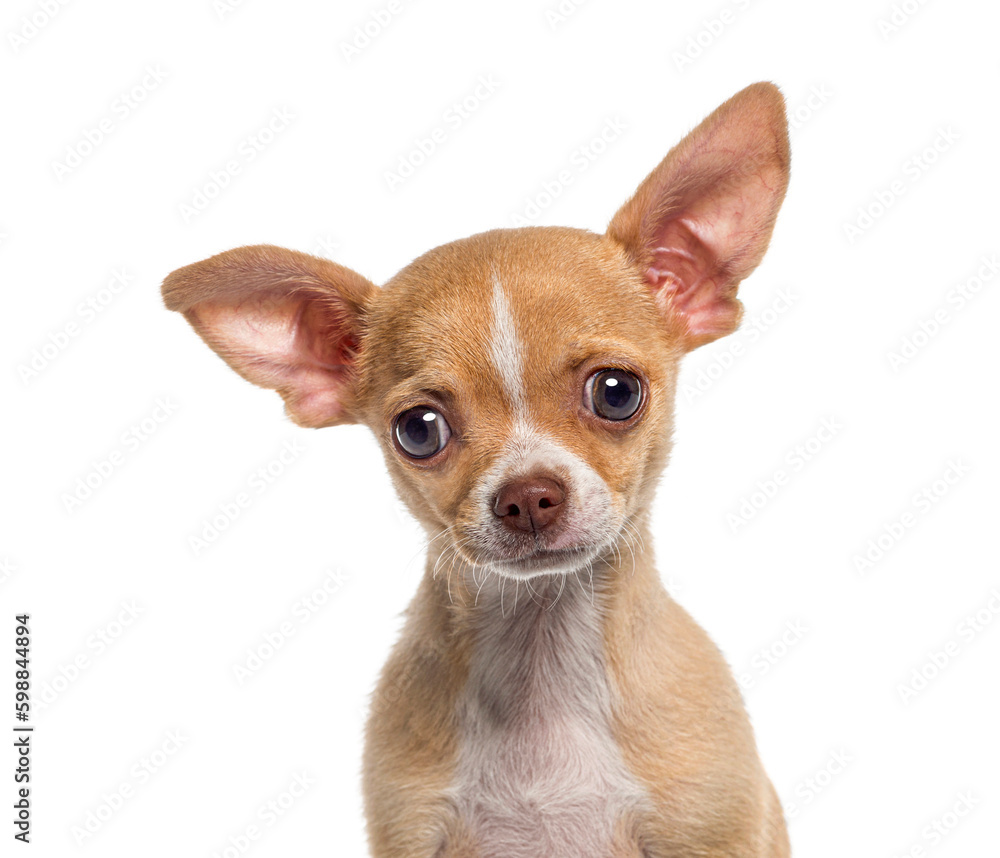 Heads hot of a Small short haired Chihuahua puppy, dog puppy , 3 months old, isolated on white