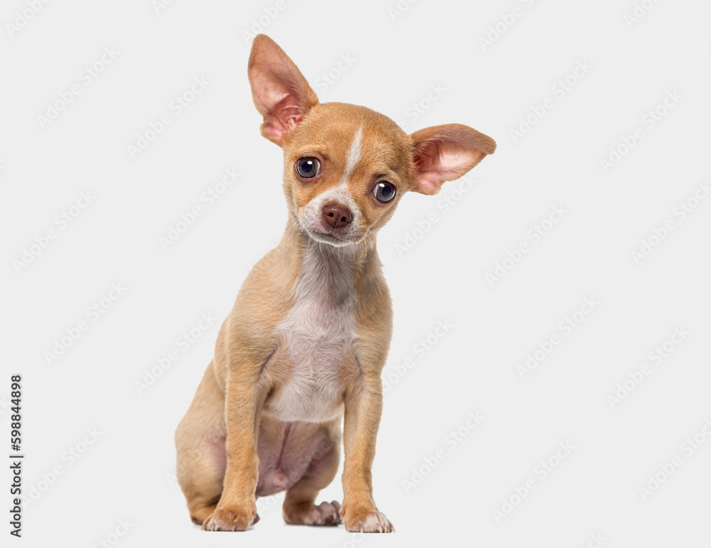 Little young short haired Chihuahua puppy, 3 months old, isolated on grey
