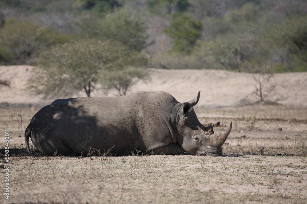 Obraz premium Breitmaulnashorn und Rotschnabel-Madenhacker / Square-lipped rhinoceros and Red-billed oxpecker / Ceratotherium simum et Buphagus erythrorhynchus