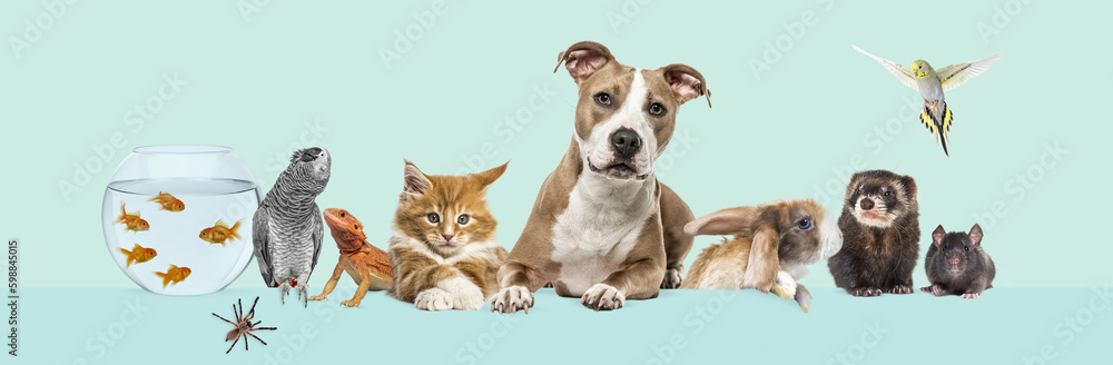 Group of pets leaning together on a empty web banner to place text.   Cats, dogs, rabbit, ferret, rodent, reptile, bird