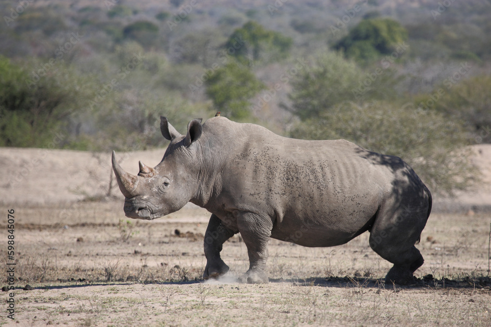 Obraz premium Breitmaulnashorn und Rotschnabel-Madenhacker / Square-lipped rhinoceros and Red-billed oxpecker / Ceratotherium simum et Buphagus erythrorhynchus