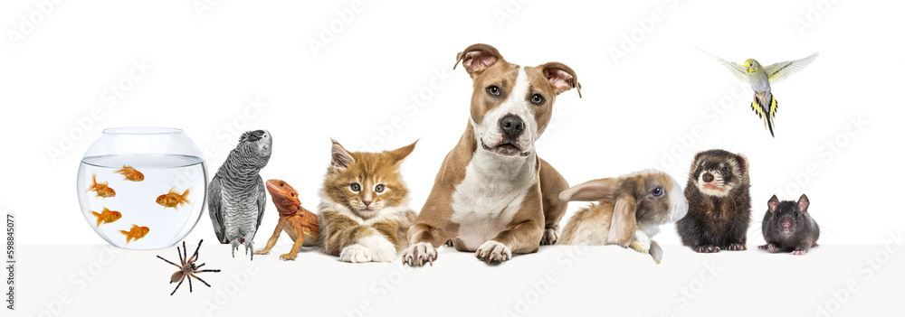 Group of pets leaning together on a empty web banner to place text. Cats, dogs, rabbit, ferret, rodent, reptile, bird Group of pets leaning together on a empty web banner to place text. Cats, dogs, rabbit, ferret, rodent, reptile, bird