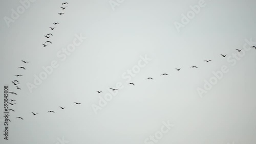 Flock of migratory birds. Cormorants flying in formation. Silhouette of black migratory birds, flying in sunset sky over sea along the coast. Great Cormorants - Phalacrocorax carbo. Slow motion