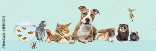 Group of pets leaning together on a empty web banner to place text.   Cats  dogs  rabbit  ferret  rodent  reptile  bird