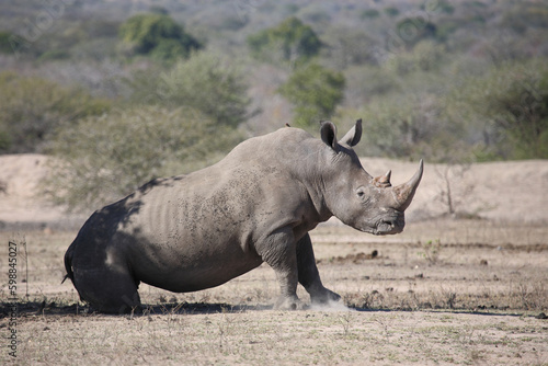 Breitmaulnashorn / Square-lipped rhinoceros / Ceratotherium simum