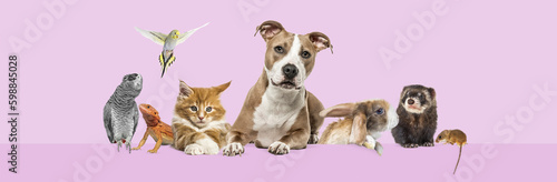 Group of pets leaning together on a empty web banner to place text.   Cats  dogs  rabbit  ferret  rodent  reptile  bird  isolated on pink