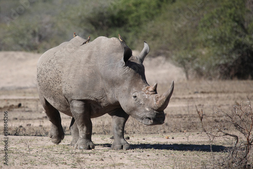 Breitmaulnashorn und Rotschnabel-Madenhacker   Square-lipped rhinoceros and Red-billed oxpecker   Ceratotherium simum et Buphagus erythrorhynchus