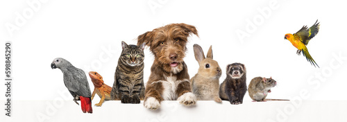 Photography Group of pets leaning together on a empty web banner to place text