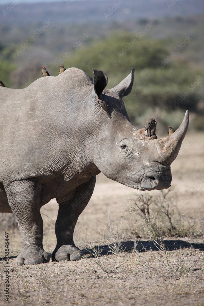 Obraz premium Breitmaulnashorn und Rotschnabel-Madenhacker / Square-lipped rhinoceros and Red-billed oxpecker / Ceratotherium simum et Buphagus erythrorhynchus