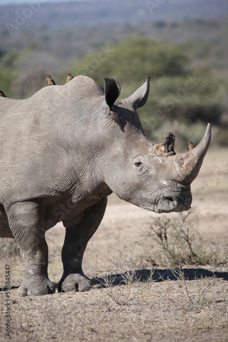 Breitmaulnashorn und Rotschnabel-Madenhacker   Square-lipped rhinoceros and Red-billed oxpecker   Ceratotherium simum et Buphagus erythrorhynchus