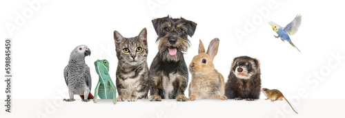 Photography Group of pets leaning together on a empty web banner to place text